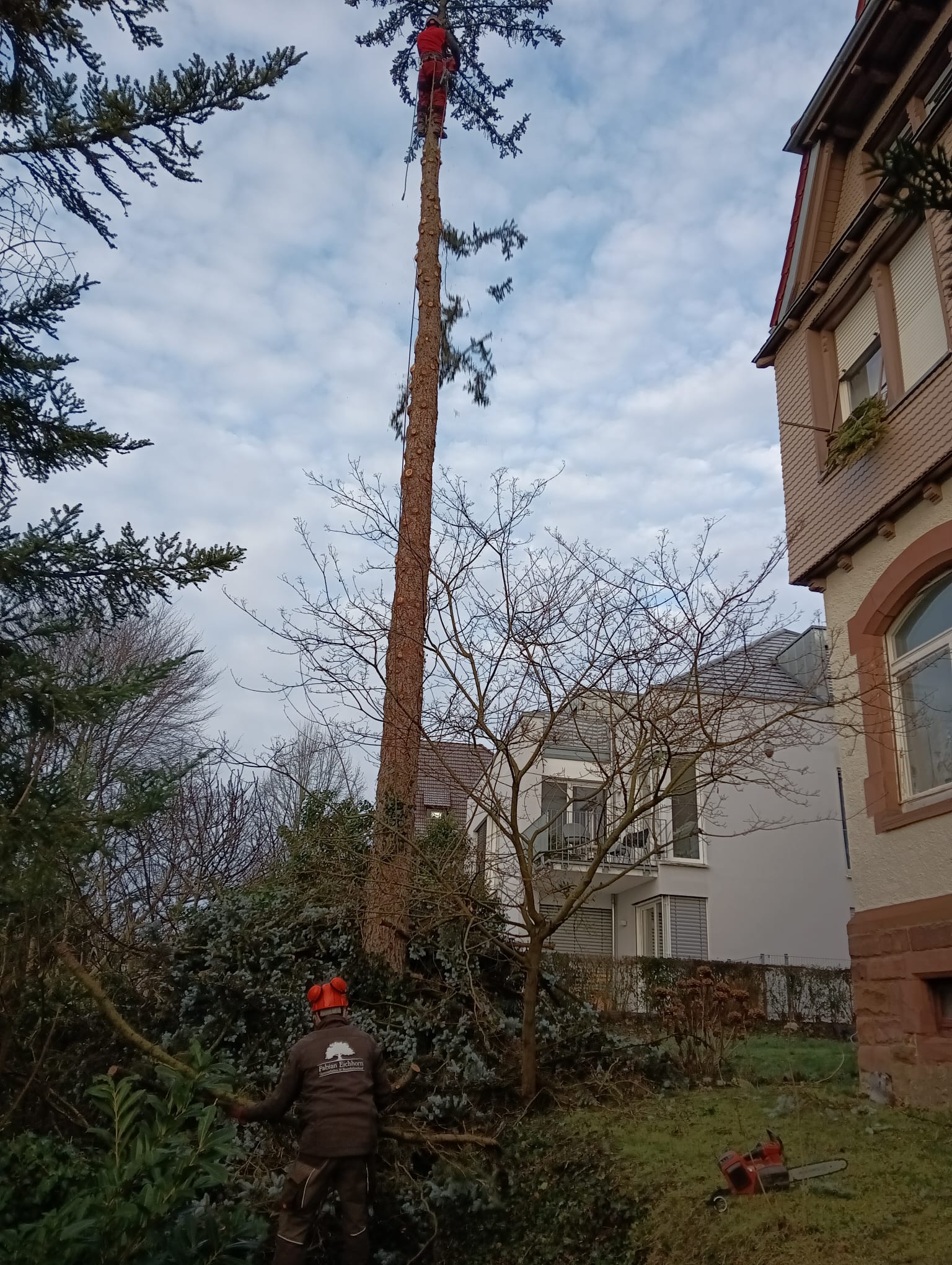 Baumpflege